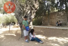 Taman Getsemani  Jerusalem 