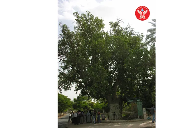 Artikel Ziarah Pohon Zakheus 3 pohon_sikamor