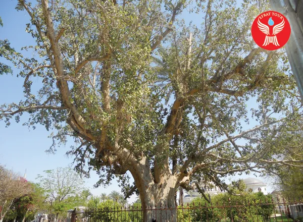 Artikel Ziarah Pohon Zakheus 4 pohon_zakeus