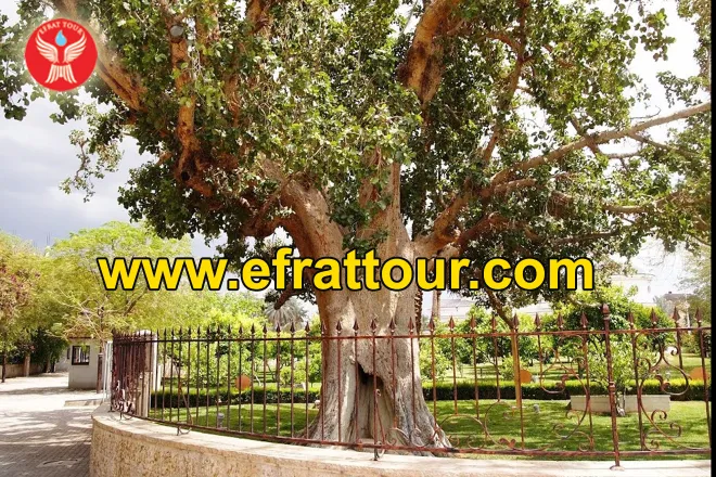 Artikel Ziarah Artikel Holyland Tour - Kota Jericho  1 pohon_zakeus