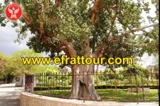 Artikel Holyland Tour  Kota Jericho 