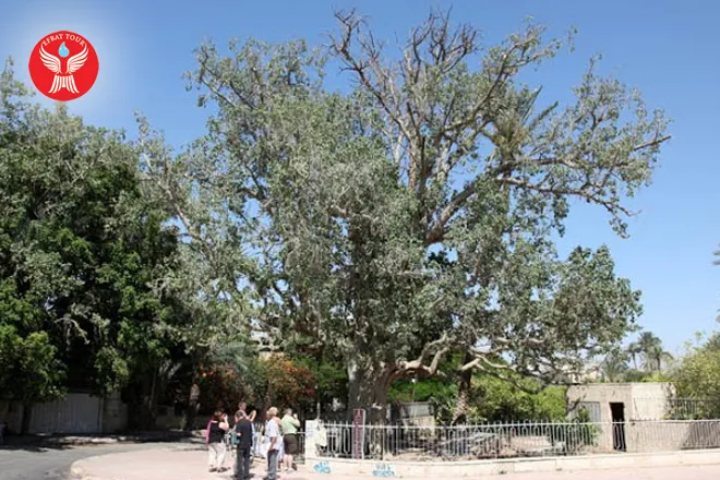 Artikel Ziarah Pohon Zakheus 5 tour_ke_israel